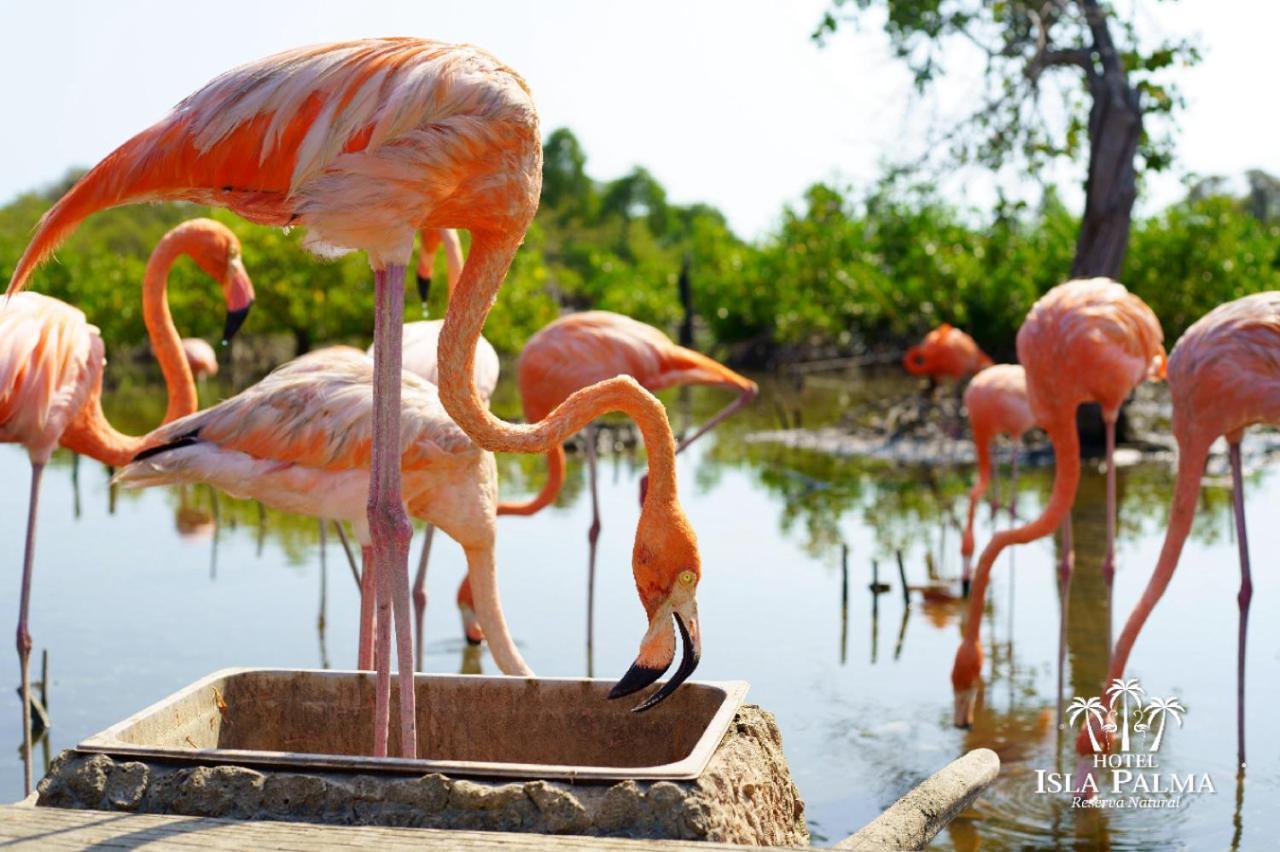 Hotel Isla Palma Reserva Natural Εξωτερικό φωτογραφία